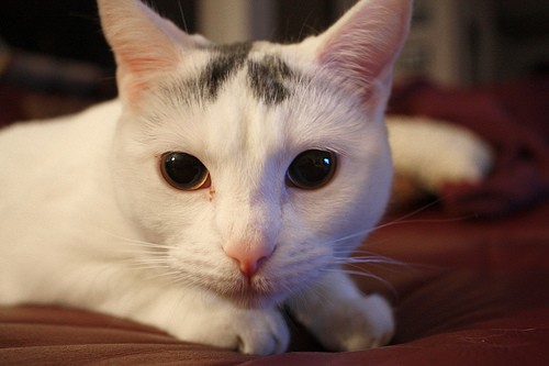 cat