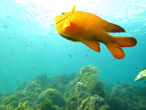 fish