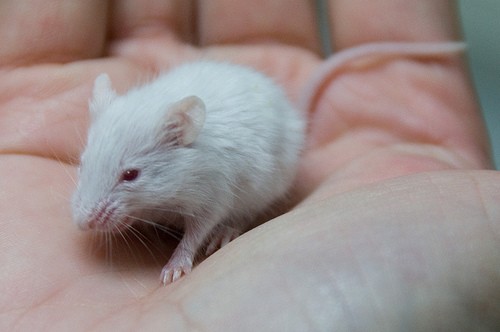 mouse