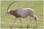 antelope