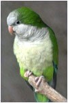 budgie