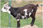 goat