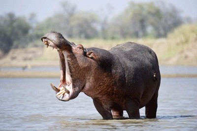 Hippo