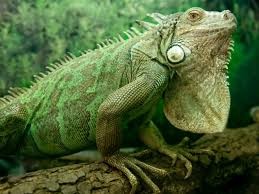 iguana
