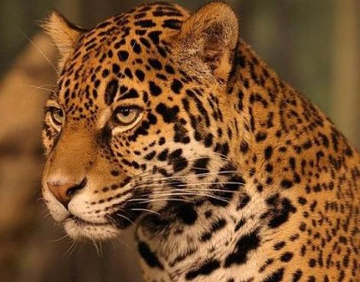 jaguar