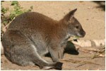 kangaroo