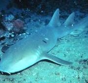 nurse shark