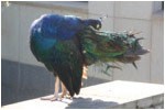 peacock
