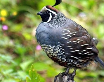 Quail