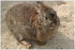 rabbit