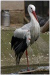 stork
