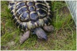 tortoise