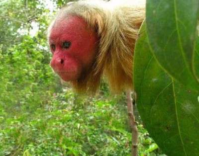 uakari 