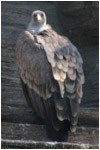 vulture