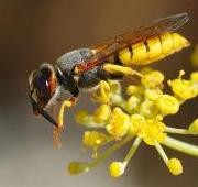 wasp