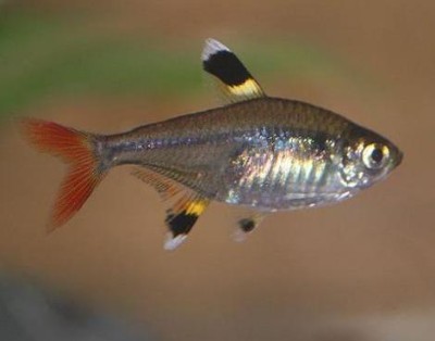X-Ray Tetra