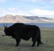 yak 