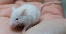 mouse