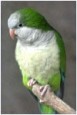 budgie