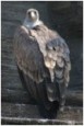 vulture
