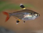 X-Ray Tetra