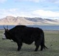 yak